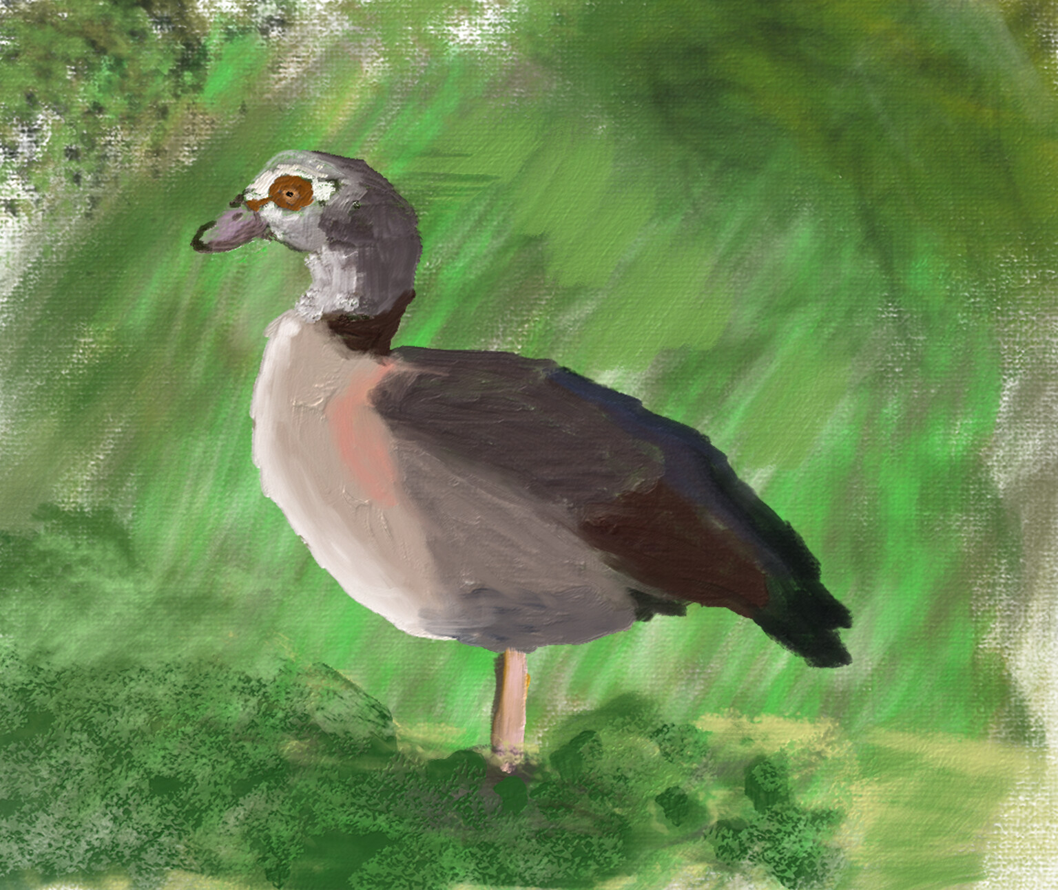 Egyptian goose
